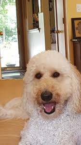 Hi all! I just wanted to introduce myself and share a photo I took This was  Lucy. We miss her terribly!💔 gone too soon!