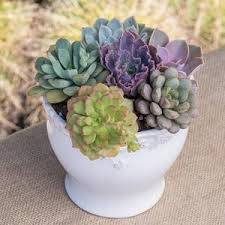 See more ideas about opuntia cactus, cactus, cactus plants. Amazon Com Altman Plants Assorted Live Cactus Collection Large Real Cacti For Planters Or Gifts 3 5 Inch 6 Pack Garden Outdoor