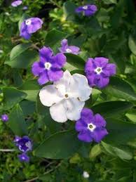 Image result for Brunfelsia australis