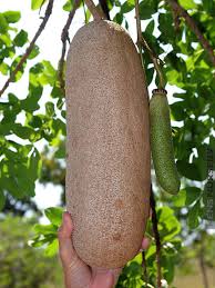 Image result for Kigelia africana