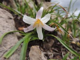 Image result for Xerophyta pauciramosa