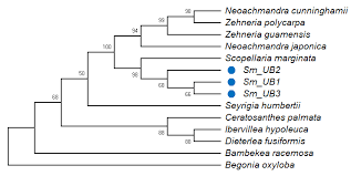 Image result for Raphidiocystis phyllocalyx