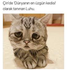 Tatlimmm Alti Ustu Bir Kedisin Neye Bu Kadar Uzdun Kendini Sevimli Hayvan Yavrulari Sevimli Kediler Ve Guzel Kediler