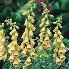 Pin On Gardening For Shade Sun