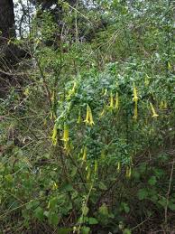 Image result for Vangueria vestita