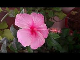 How To Get More Flowers In Hibiscus Gudhal China Rose 16 Aug 2017 Youtube Hibiscus Flowers Flowers China Rose
