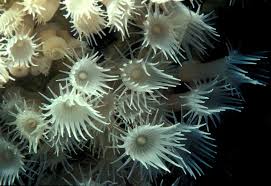 Black And White Sea Anemone Make These Sea Anemone Anemone Black Sea