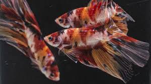 * seringkali peternak akan menggabungkan label komersial, misalnya cupang fancy koi galaxy. 10 Jenis Ikan Cupang Cantik Untuk Dipelihara Di Rumah