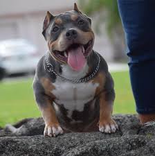 American Bully Black Pitbull Dog Price Best Pocket American Bully Breeder Bully Dog Pitbull Puppies Cute Dogs