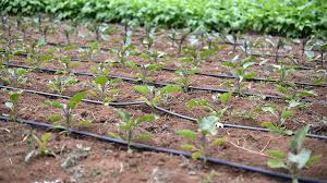 Maybe you would like to learn more about one of these? Drip Irrigation Part 3 Using Drip Tape In The Garden Organic Gardening Blog Grow Organic