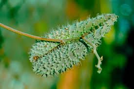 Image result for Pergularia