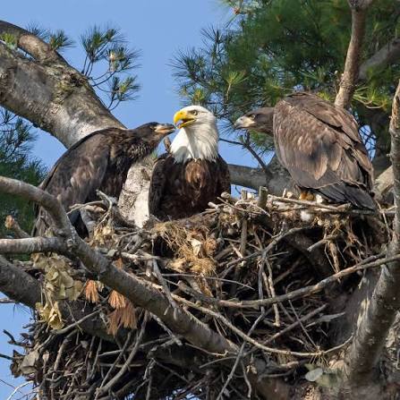 🦅🪹😯 EAGLE 101: THE PRACTICAL REASON EAGLE NESTS ARE SO LARGE 😯🪹🦅 It's  currently Bald Eagle nesting season in the Upper Midwest and nest viewing  is all the rage! We've talked many,