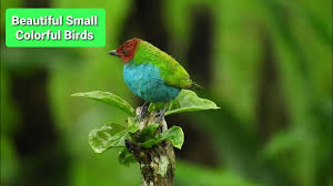 Budgerigars, also known as budgies or parakeets, are small birds with big personalities. Top Beautiful Views Of Small Colorful Birds In Full Hd Youtube