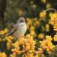 Central Missouri Master Gardeners Presents: Bird-Wise Backyards