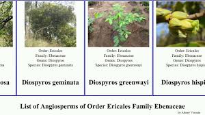 Image result for Ebenaceae