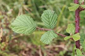 Image result for Rubus ellipticus