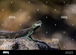 Image result for Limeum argute-carinatum