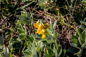 Image result for Cycnium tubulosum