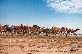 When you are ready to venture outside doha, try the camel races at al shahaniya, 20km west of the capital, then head to the zikrit peninsula, where there are long sandy beaches, natural. Al Shahaniya Camel Racetrack Doha Qatar Posts Facebook