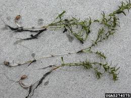 Image result for Hydrilla