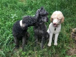 Check spelling or type a new query. Spicemountainpuppies Info