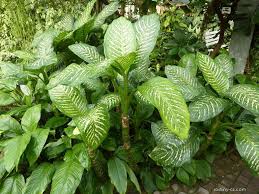 Image result for dipladenie amonea