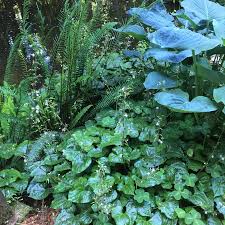 Image result for Bewsia biflora