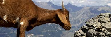 Maybe you would like to learn more about one of these? Beurk Les Pays Ou L On Peut Encore Etre Zoophile