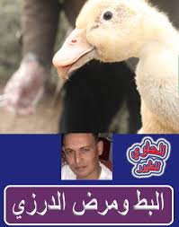الفرق بين البط والوز ، الطيور المائية التي تتمتع بقضاء الوقت على البحيرات أو البرك. Ø¹Ù„Ø§Ø¬ ØªØ³Ø§Ù‚Ø· Ø±ÙŠØ´ Ø§Ù„Ø¨Ø·