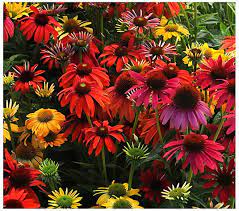 Shop qvc's garden center for fertilizer, shrubs, annual flowers, perennial plants & more from annual flowers are plants that grace your garden with beautiful blooms for one growing season. Cottage Farms 3 Piece Cheyenne Spirit Coneflowers Qvc Com