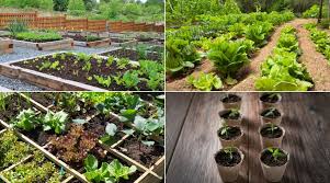 Harvest elite is one of the best indoor herb garden system. Vegetable Gardening For Beginners