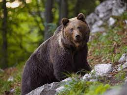 Hutan musim pengertian karakter jenis dan sebaran. Bioma Taiga Pengertian Proses Ciri Persebaran Dan Gambarnya