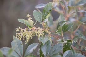 Image result for Searsia pyroides