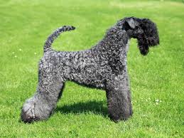 Suspicious of strangers, it has a strong protective instinct. Kerry Blue Terrier Dog Breed Information Pictures Characteristics Facts Dogtime