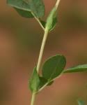 Image result for Indigofera gairdnerae