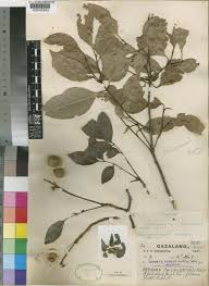 Image result for Bersama lucens