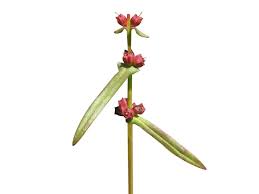 Image result for Ammannia baccifera