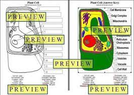 Plant cell coloring answer sheet. Cells 1 Plant Cell Coloring Worksheet With Questions Answer Key By Mrscience