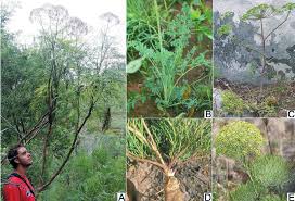 Image result for Afrosciadium