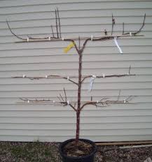 Real Men Garden Day One Of My New Espalier Hat Trick Apple Tree Espalier Fruit Trees Garden Planter Boxes Fruit Trees