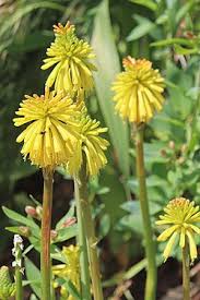 Image result for Kniphofia grantii