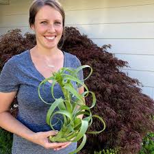 Greener types dry out faster. The Best Air Plants For Humid Environments Air Plant Hub