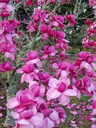 Magnolia Felix In Full Glory Perfect For Landscapes And Gardens Butterfly Garden Design Country Garden Decor Magnolia