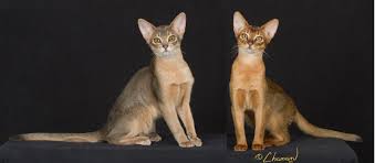 Abyssin Bleu Et Lievre Abyssinian Blue And Ruddy Abyssin Site De Chat Animaux