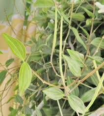 Image result for Duosperma quadrangulare