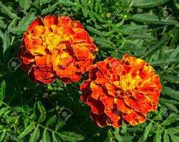 Maybe you would like to learn more about one of these? Red And Yellow Flowers Perennial Aster In The Garden Stock Photo Picture And Royalty Free Image Image 43298856