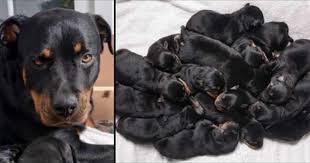 Rottweiler Gece Dogum Yapmaya Basladi Sabah Yavrularini Sayamadilar