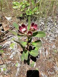 Image result for Multidentia concrescens