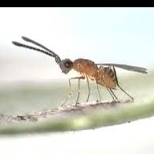 The Smallest Insect In The World Is The Megaphragma Caribea From Guadeloupe Measure At A Mere 0 17mm Long Which Repla Small Pets Animals Of The World Animals