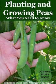 Of course, there are other factors that affect how quickly peas will germinate and grow. Growing Peas From Planting To Harvest What You Need To Know